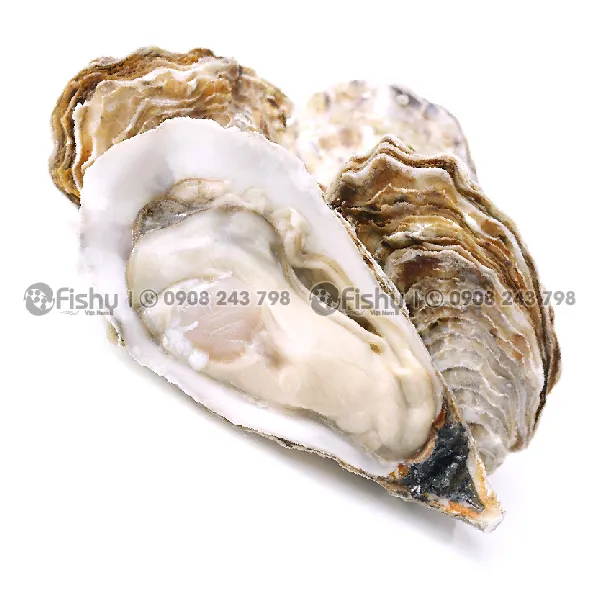 Hàu Nửa Mảnh Đông Lạnh