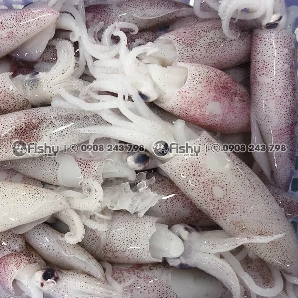 Frozen Whole Round Squid
