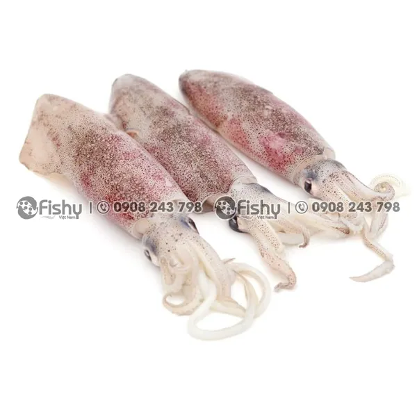 Frozen Whole Round Squid