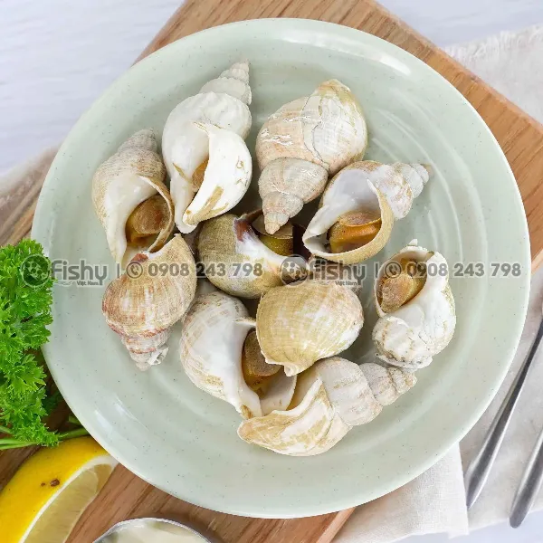 Ốc Bulot 