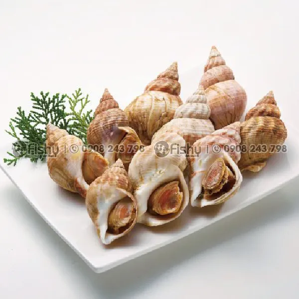 Ốc Bulot 