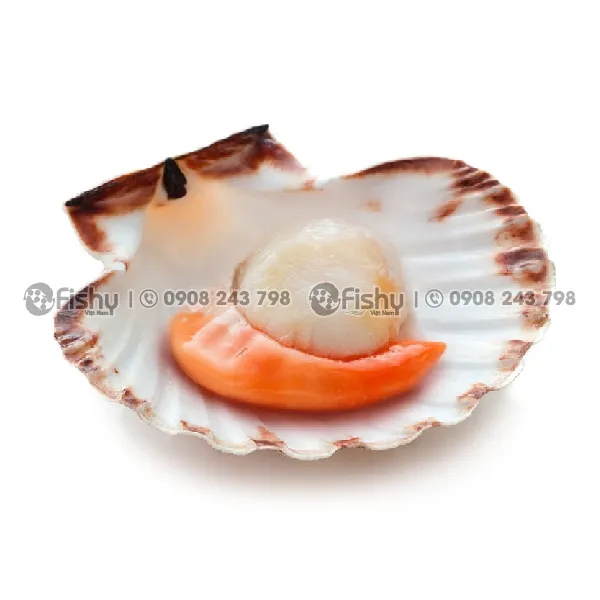 Sò Điệp Nửa Mảnh