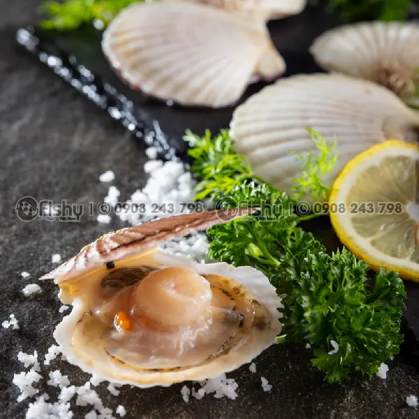 Sò Điệp Nửa Mảnh