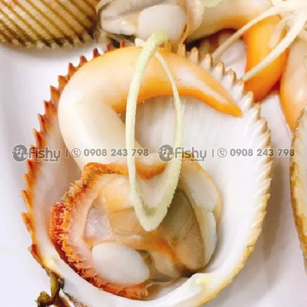 Cockle Clams Canada