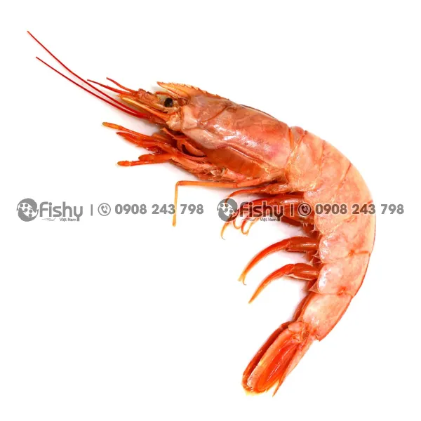 Tôm Đỏ 