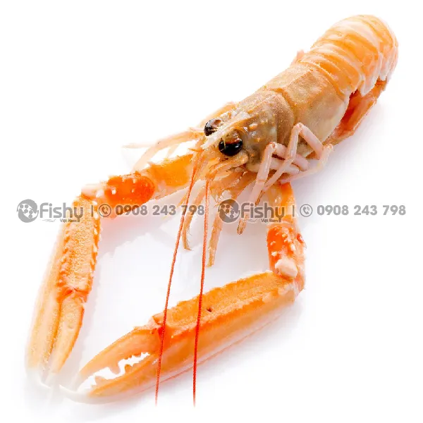 Tôm Langoustine