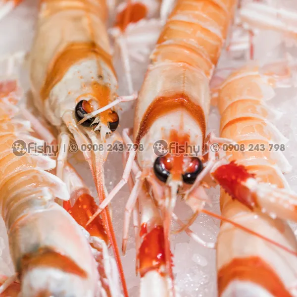 Tôm Langoustine