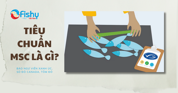 Tiêu chuẩn MSC là gì Tiêu chuẩn MSC là gì