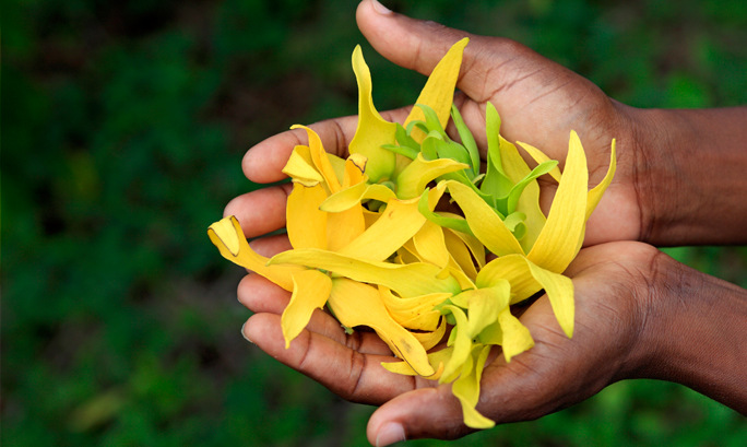 Hoa ngọc lan hương thơm quyến rũ Hoa ngọc lan hương thơm quyến rũ