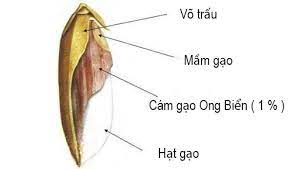 Tnh chất cám gạo - tinh túy quí hiếm cho sức khỏe và làm đẹp Tnh chất cám gạo - tinh túy quí hiếm cho sức khỏe và làm đẹp