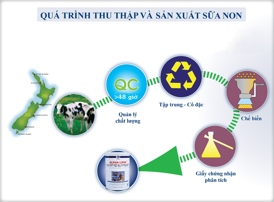 Quá trình thu thập và sản xuất sữa Quá trình thu thập và sản xuất sữa