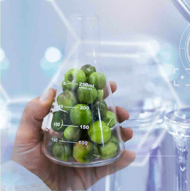 Acerola Cherry Nam Mỹ có hàm lượng vitamin C cao trên thế giới Acerola Cherry Nam Mỹ có hàm lượng vitamin C cao trên thế giới