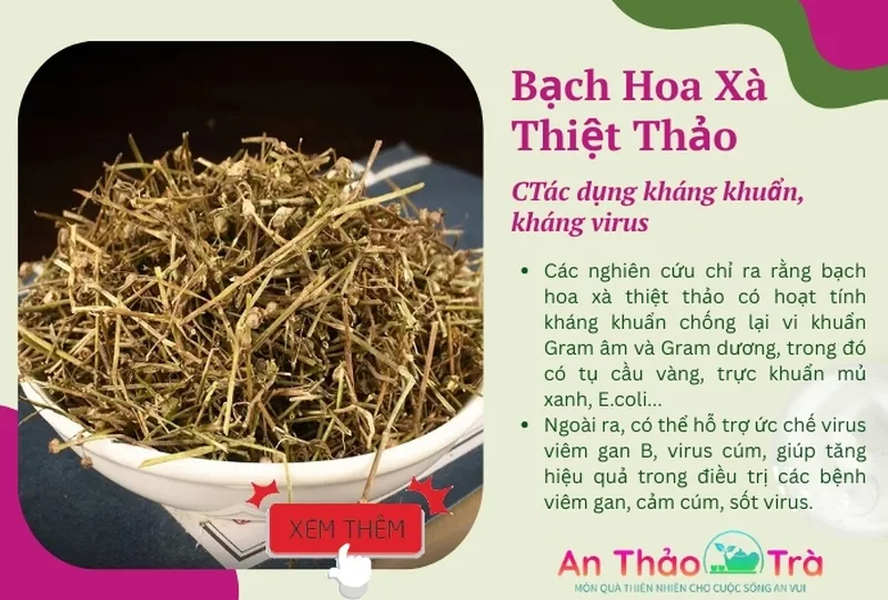 Tác dụng của bạch hoa xà thiệt thảo bán chi liên trong việc tăng cường trí nhớ