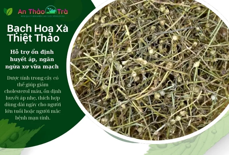 Bạch hoa xà thiệt thảo bán chi liên: Giảm viêm và bảo vệ sức khỏe toàn diện