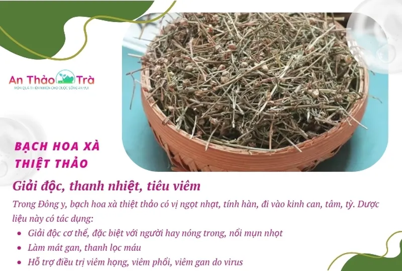 Bạch hoa xà thiệt thảo bán chi liên: Giải pháp phòng ngừa bệnh lý tim mạch