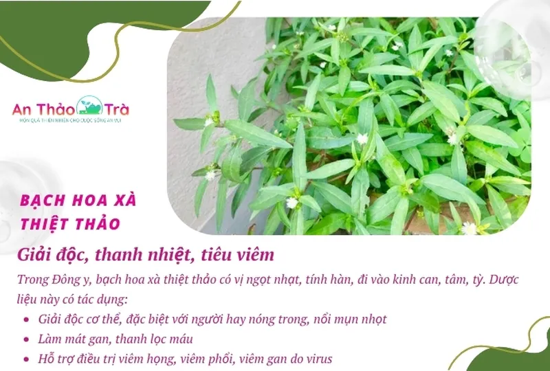 Tác dụng của bạch hoa xà thiệt thảo bán chi liên trong điều trị các bệnh về xương khớp