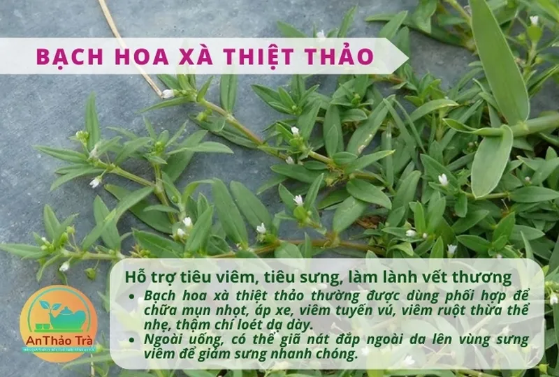Bạch hoa xà thiệt thảo bán chi liên trong việc điều trị các bệnh về đường hô hấp