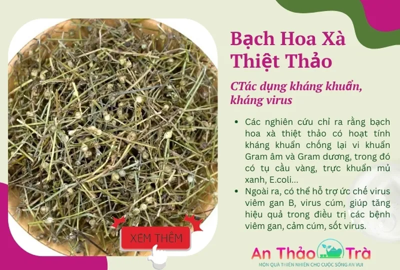 Tác dụng của bạch hoa xà thiệt thảo bán chi liên trong việc làm giảm mệt mỏi