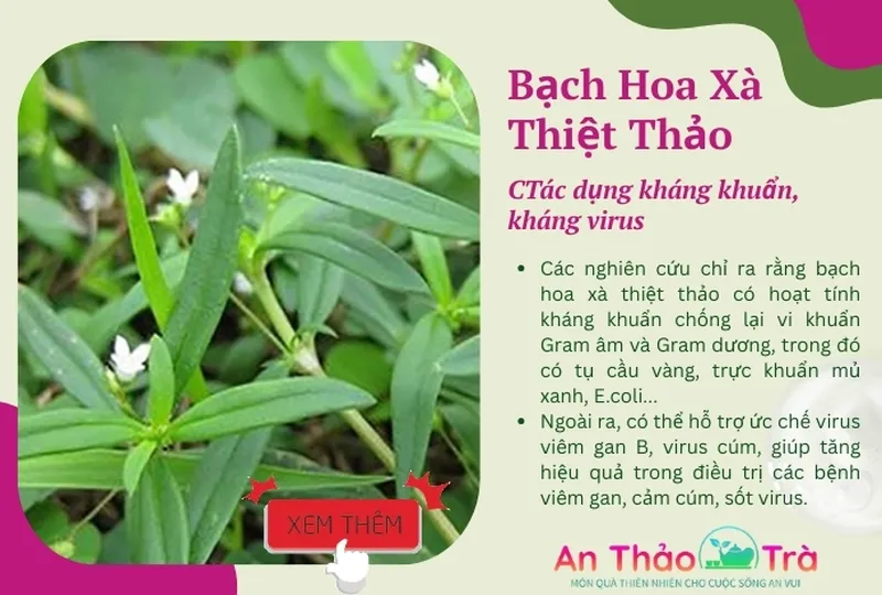 Bạch hoa xà thiệt thảo bán chi liên: Tác dụng hỗ trợ giảm mỡ và bảo vệ gan