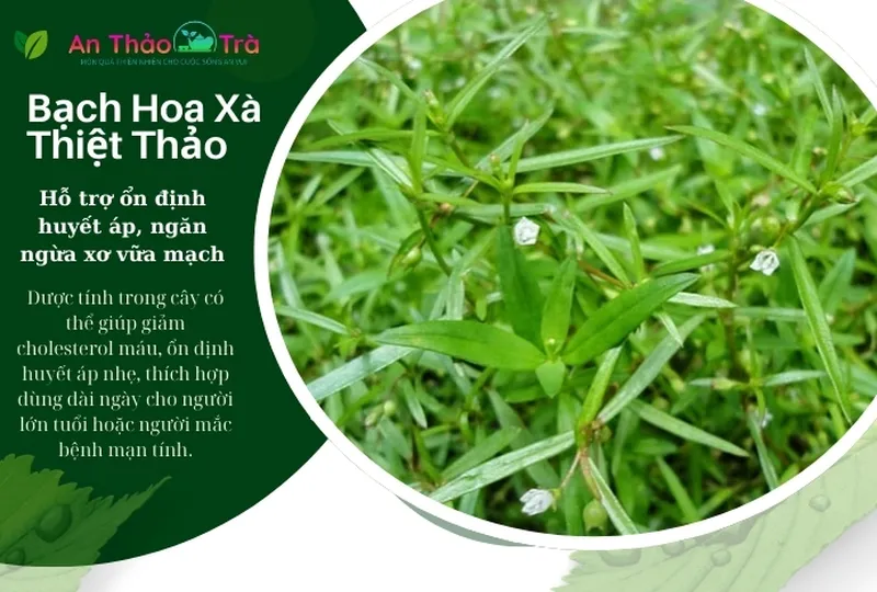 Bạch hoa xà thiệt thảo bán chi liên giúp giảm căng thẳng và tăng cường sức khỏe
