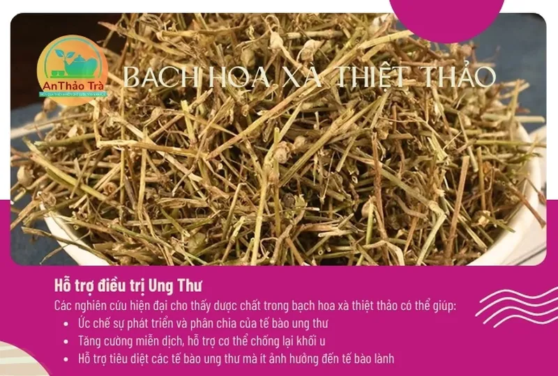 Bạch hoa xà thiệt thảo bán chi liên: Tác dụng làm sáng da và mờ thâm nám