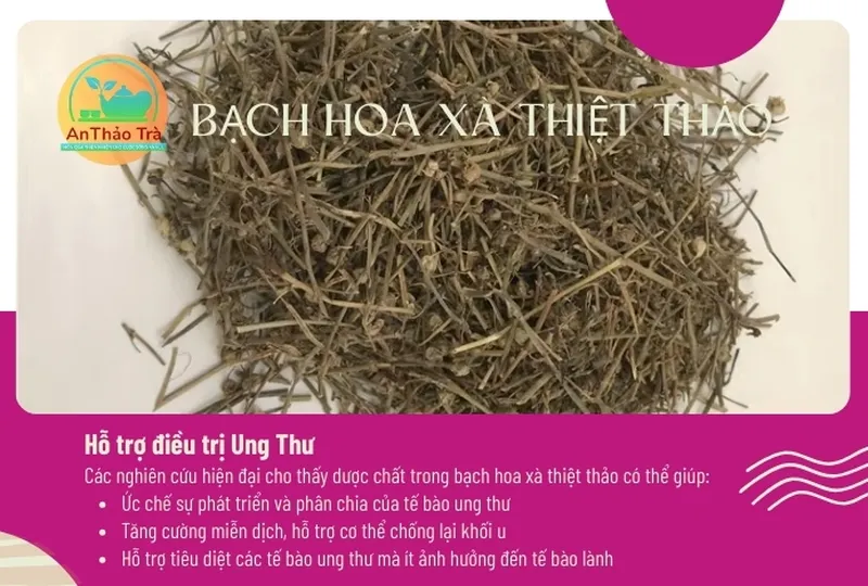 Bạch hoa xà thiệt thảo bán chi liên và tác dụng chống viêm khớp tự nhiên