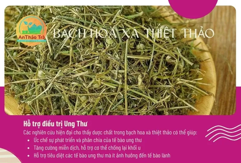 Công dụng của bạch hoa xà thiệt thảo bán chi liên trong việc làm sáng da