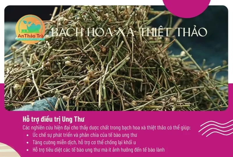 Bạch hoa xà thiệt thảo bán chi liên giúp thanh nhiệt giải độc cơ thể hiệu quả