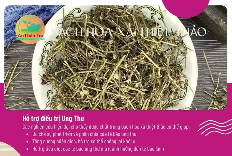 Bạch hoa xà thiệt thảo bán chi liên giúp làm giảm mỡ máu và phòng ngừa bệnh tim