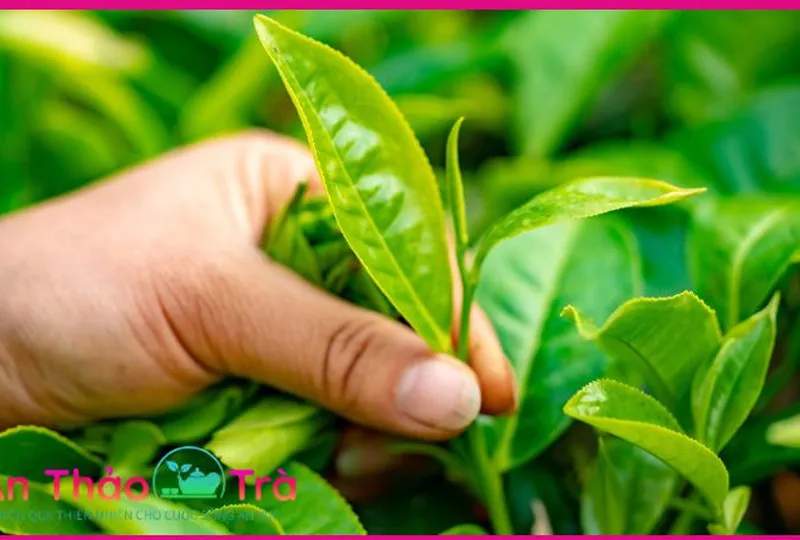 Trà Ô Long và Bí Mật Của Cân Nặng Lý Tưởng