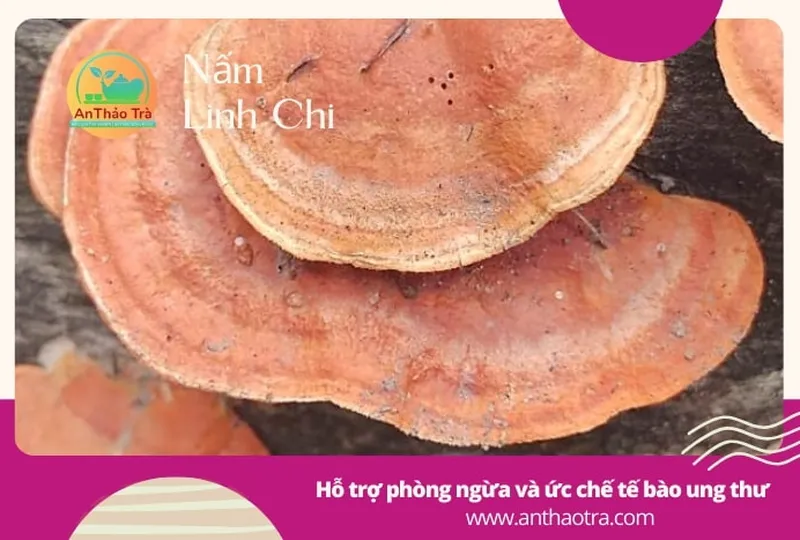 Nấm linh chi đỏ: Công dụng với bệnh nhân tim mạch ra sao?