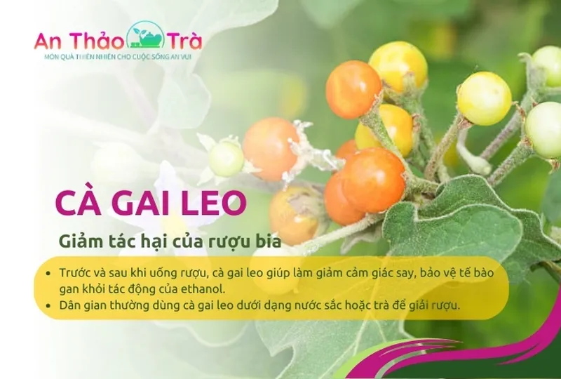 Cà Gai Leo – Ức chế tế bào ung thư qua hoạt chất Solasodin và Solamargine