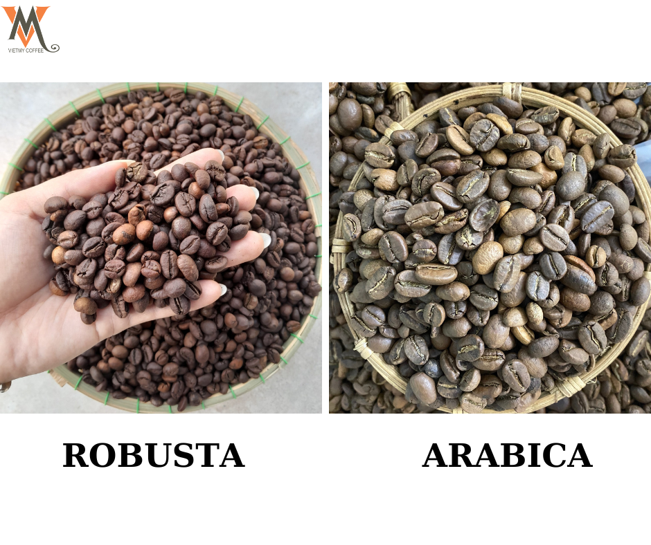C Ph Arabica V Robusta Nh ng i m Kh c Nhau B n N n Bi t