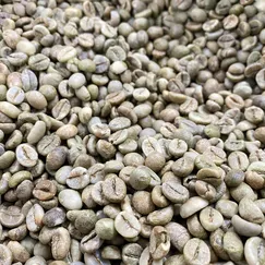 Nhân xanh Robusta Honey S16