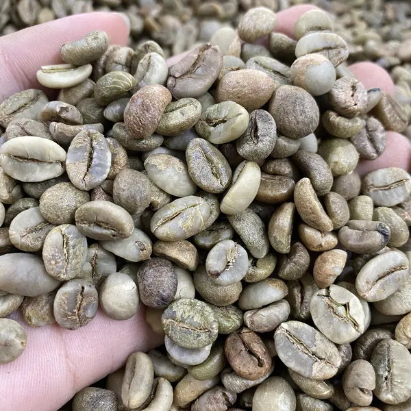 Nhân xanh Robusta Honey S16