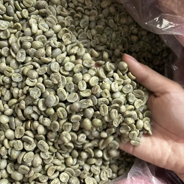 Cà Phê Nhân Xanh Arabica Cầu Đất S18