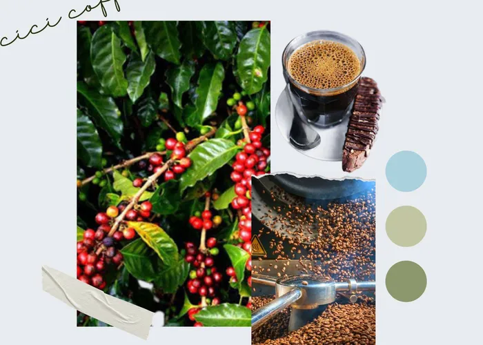 Caffe chất lượng cao- nguồn caffe nhân xanh chất lượng - Mùa thu hoach caffe