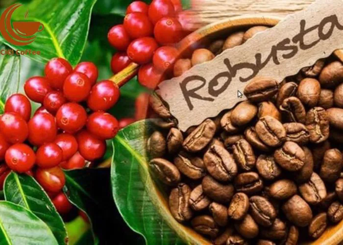 Caffe robusta- Tác dụng của caffe Robusta