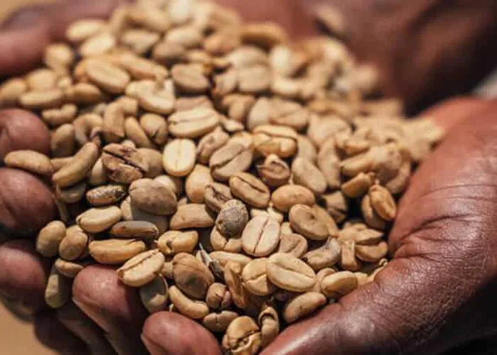 Tìm hiểu về các dạng khiếm khuyết thường gặp trên cà phê nhân xanh