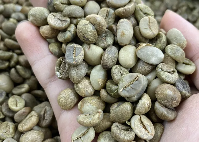 Nhân xanh Robusta S20 chất lượng từ Việt Mỹ Coffee