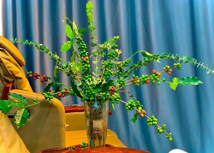 Lợi ích của việc cắm hoa từ cành cà phê