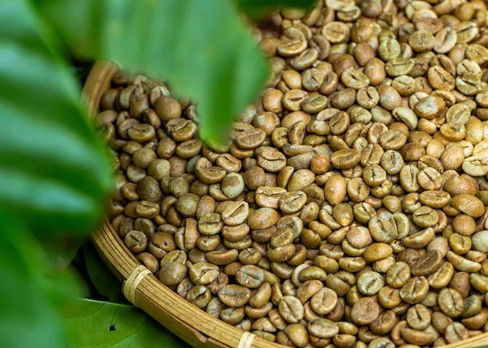 Những bí mật về cà phê Robusta bạn chưa biết