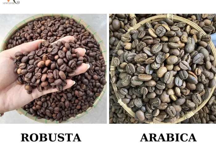 Cà phê Arabica và Robusta - Những điểm khác nhau bạn nên biết