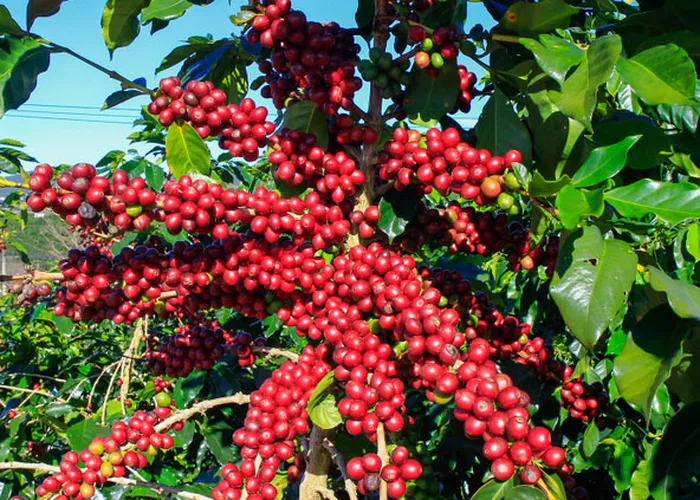Cà phê - Những câu chuyện đằng sau từng giọt hương vị