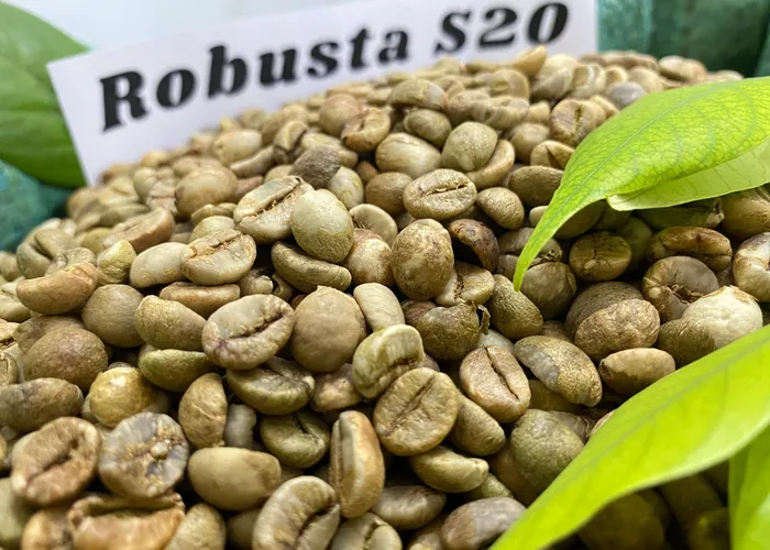 Mua hạt nhân xanh Robusta S20 chất lượng ở đâu?