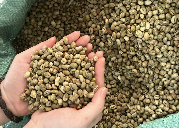 Mua Hạt Cà Phê Culi Chất Lượng Ở Đâu?
