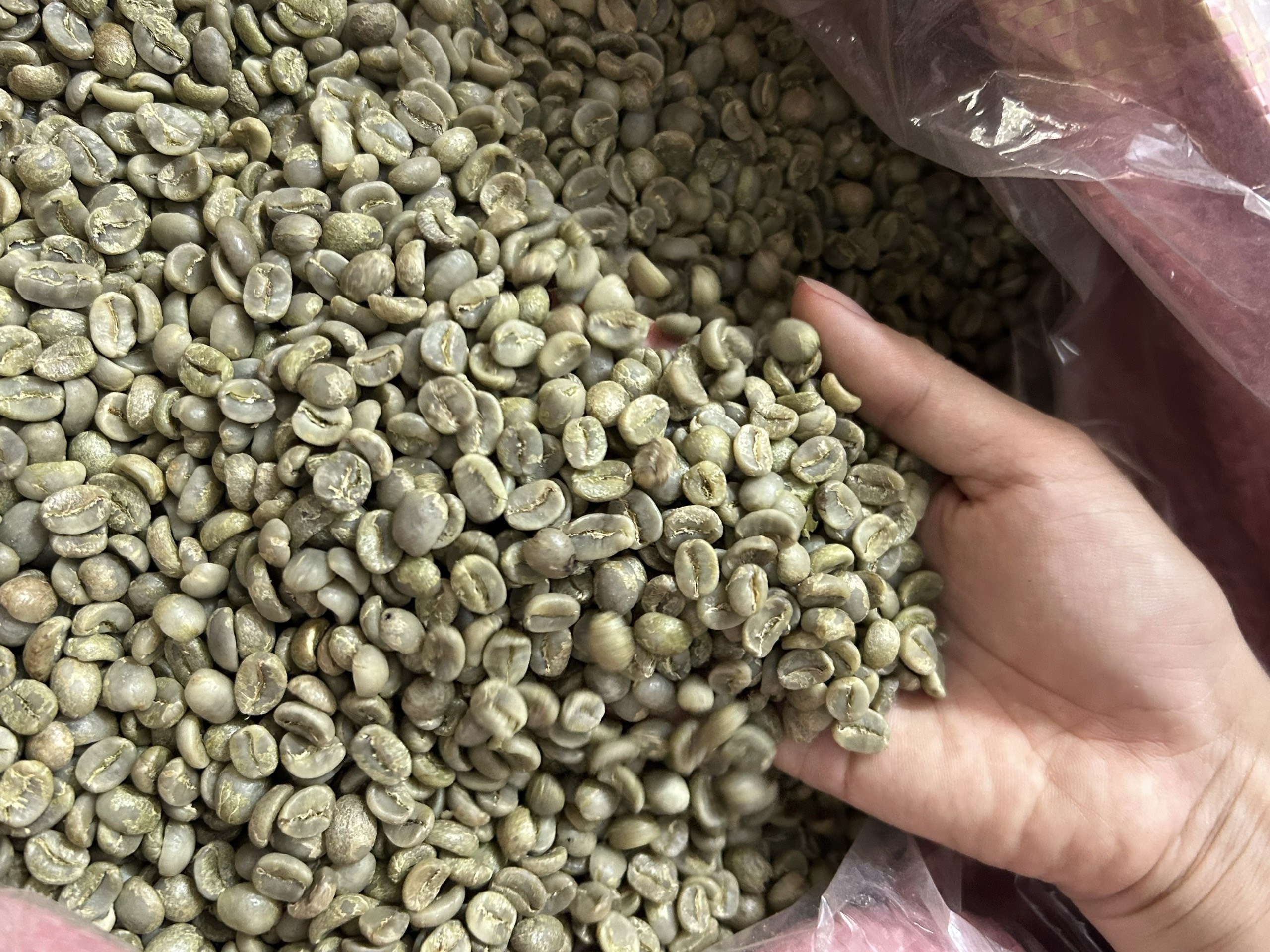 Cà Phê Nhân Xanh Arabica Cầu Đất