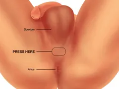 Những điểm G bí mật trên cơ thể nam & nữ mà ít người biết - Mr1985