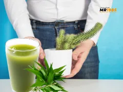 Ăn rau răm gây yếu sinh lý?