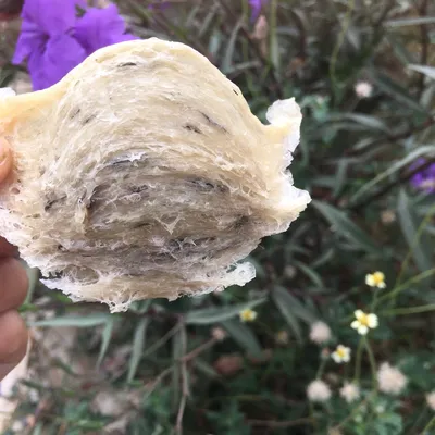 Yến sào thô hộp bán theo gram